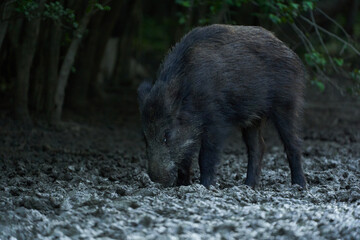 Juvenile wild hog rooting in the forest