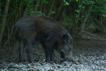Juvenile wild hog rooting in the forest