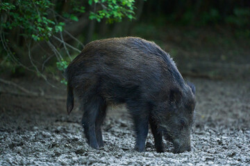 Juvenile wild hog rooting in the forest