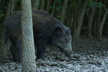 Juvenile wild hog rooting in the forest