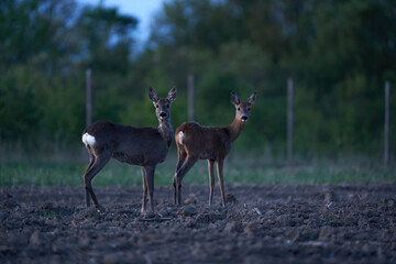 Roe deer on a field after dusk