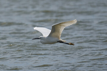 Little egret in flight