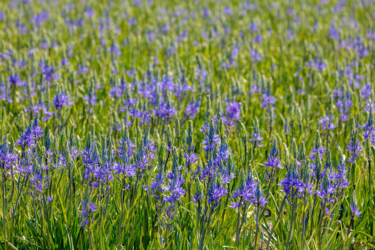 Selective focus of blue violet flowers Camassia leichtlinii in the garden, The great camas or large camas is a species of flowering plant in the family Asparagaceae, Nature floral background.