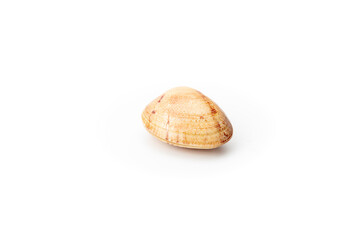 A single seashell with natural brown patterns isolated against a white background, portraying simplicity and marine life