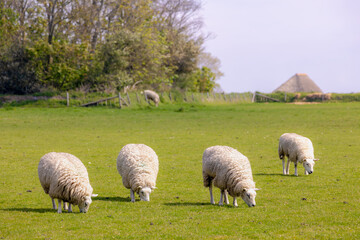 Spring landscape, Typical polder with a group of domestic sheep nibbling grass on green meadow,...