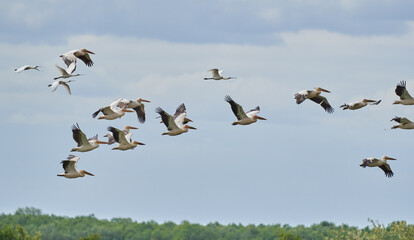 Flock of pelicans in flight