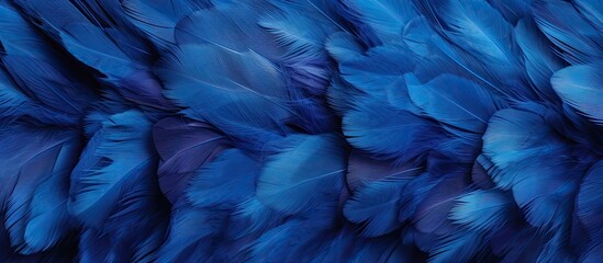 Obraz premium Texture background with a blue color chicken feather pattern allowing for copy space image