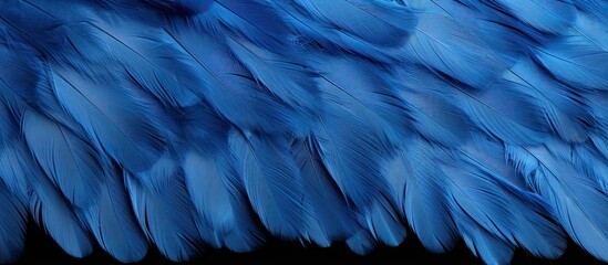 Texture background with a blue color chicken feather pattern allowing for copy space image