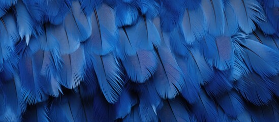 Fototapeta premium Texture background with a blue color chicken feather pattern allowing for copy space image