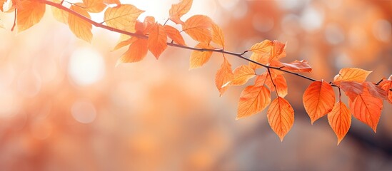 Autumn leaves on a blurred background in a copy space image