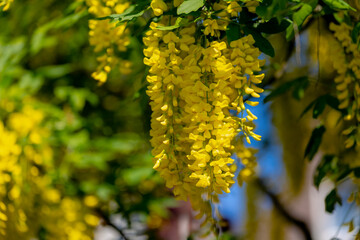 Selective focus of blossoms Laburnum anagyroides (Golden chain or Golden rain) is a species in the subfamily Faboideae, Yellow flowers swag down on the tree with green leaves, Nature floral background