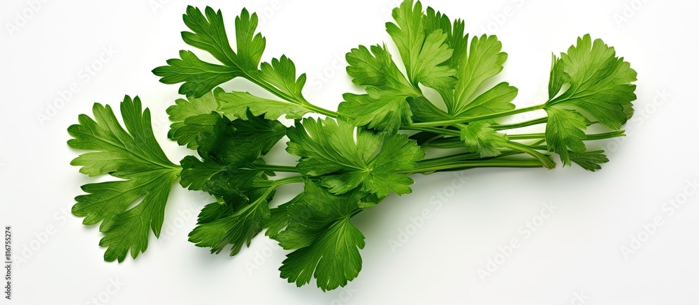 Poster top view parsley two bunches of fresh green parsley leaves on a white background place for your text