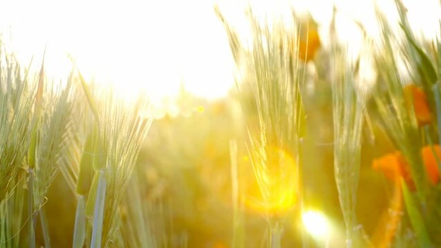 夕日が差し込む小麦畑