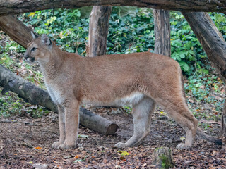 Puma at the Beauval zoo in France