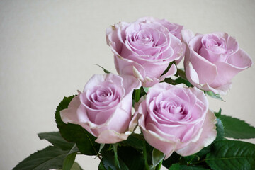 紫色の薔薇