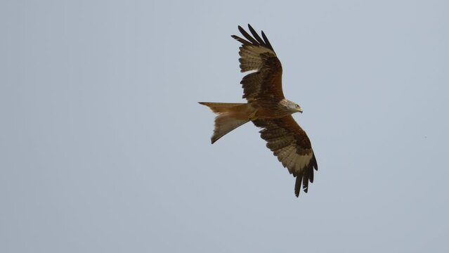 Slowmotion footage of a red kite bird of prey flying high in the blue sky on a sunny day