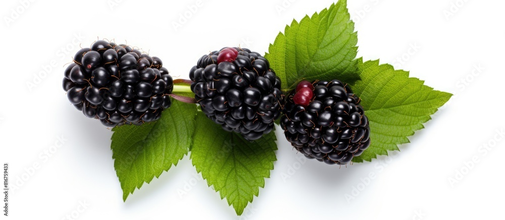 Poster Fresh blackberry with leaves isolated on white background with copy space for your text Top view Flat lay pattern