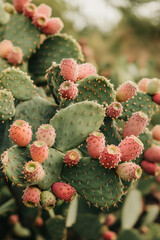 Prickly pear cactus