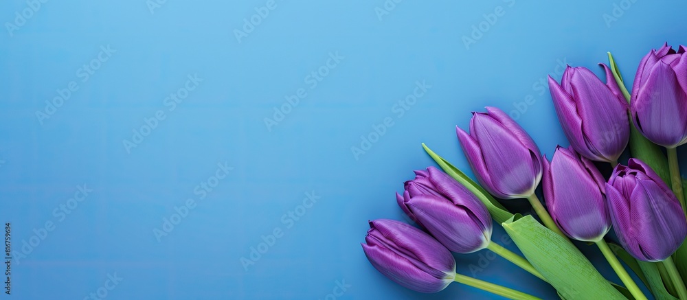 Canvas Prints purple flowers tulips on a blue background with copy space