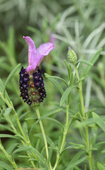 Beautiful close-up of lavandula stoechas