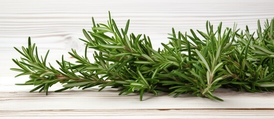 Bunch of fresh rosemary over white wooden table. copy space available
