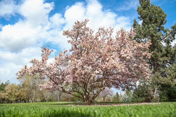Solitary pink tree in the center of a green park field