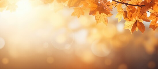 Naklejka na ściany i meble Autumn leaves on sunny background Banner with blurred background Cozy fall mood Season and weather concept light bokeh. copy space available
