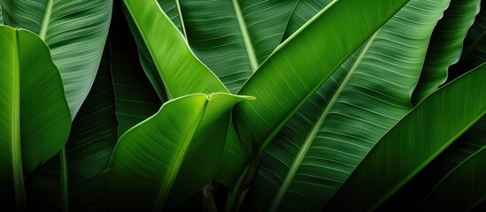 Texture of green leaves of a banana palm Background of exotic leaves close up Copy space
