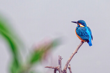 Common kingfisher perched atop a tree branch, gazing to the side. Bharatpur, Rajasthan, India