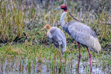 Two sarus cranes standing in a shallow body of water surrounded by tall grass. Bharatpur, India