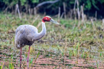 Sarus crane feeding in a wetland area in Bharatpur, India