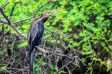 Oriental darter perched on a tree branch against the backdrop of lush greenery. Bharatpur, India