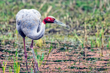 Sarus crane feeding in a wetland area in Bharatpur, India