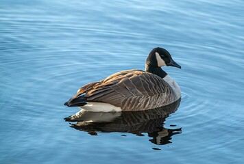 A Canadian goose in a river in Boston with reflection