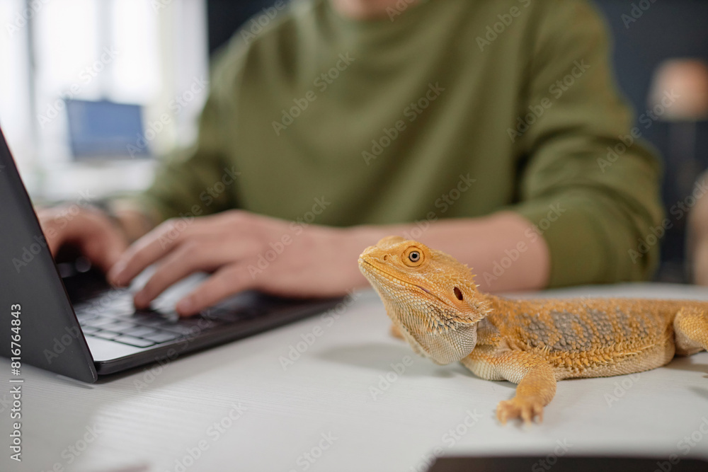 Poster side view close up of yellow pet iguana sitting on desk with unrecognizable man working copy space