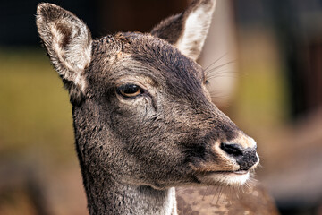 Closeup of a young deer standing in a grassy meadow.