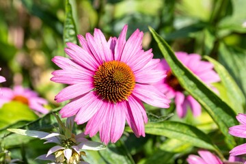 a pink flower on a green stem with other purple flowers in the background