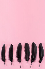 Black feathers isolated on a pink background. MInimal composition with copy space.
