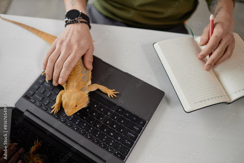 Aufkleber top view of unrecognizable man petting iguana sitting on laptop keyboard while working from home cop