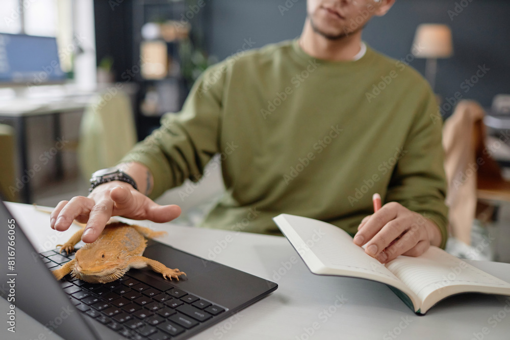 Poster close up of unrecognizable man petting iguana sitting on laptop keyboard while working in pet friend