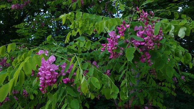 Robinia hispida or rose acacia. natural sound