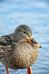 Female mallard duck close up, Victoria, BC Canada