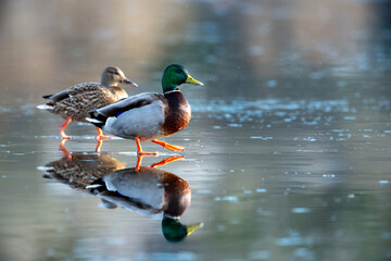 Two mallard ducks walking on ice at Swan Lake, Victoria, BC Canada