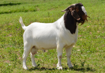 Male Boer goat in Brazil. The Boer is a breed developed in South Africa