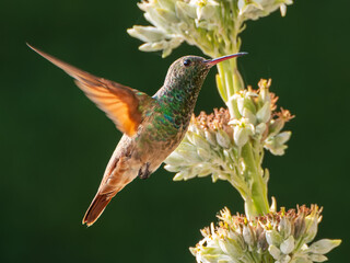 Closeup of a hummingbird perched on a flowering shrub