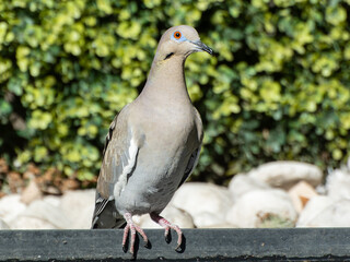 Closeup of a white dove perched on a metal railing in warm sunlight