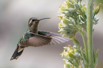 Closeup of a hummingbird collecting nectar from a flower