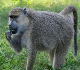 Closeup of a baboon sitting on green grass