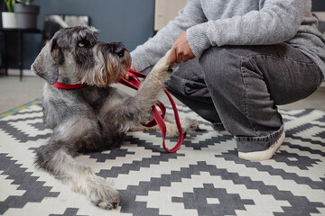 Portrait of schnauzer dog giving paw to unrecognizable person indoors sitting on graphic rug copy...
