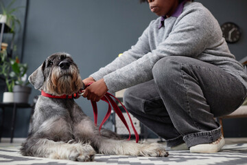 Side view closeup of Black woman clipping on lead and collar on schnauzer dog getting ready to go...